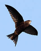 Common Swift