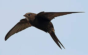 Common Swift