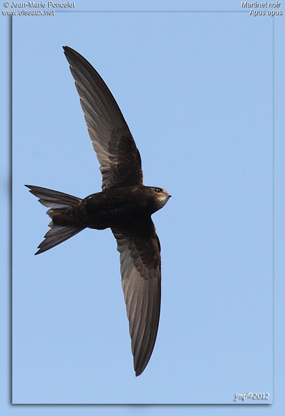 Common Swift