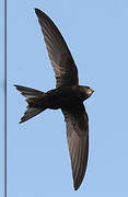 Common Swift