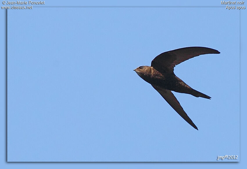 Common Swift