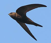 Common Swift