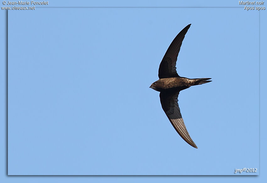 Common Swift