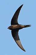 Common Swift