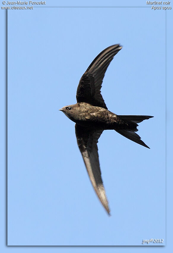 Common Swift