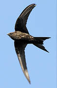 Common Swift