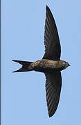 Common Swift