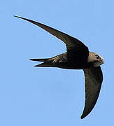 Common Swift