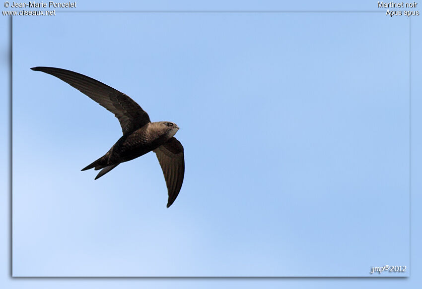 Common Swift