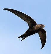 Common Swift