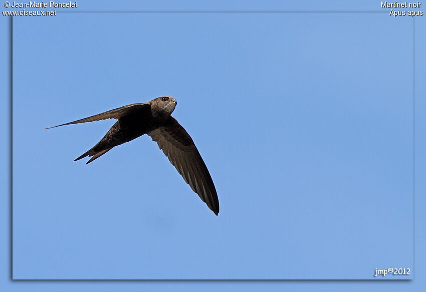 Common Swift