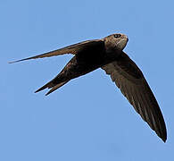 Common Swift