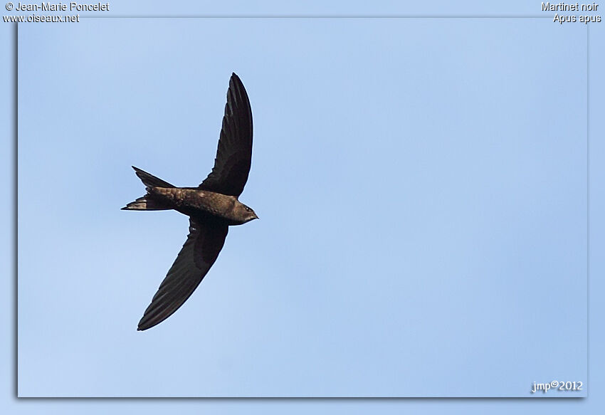 Common Swift