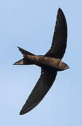 Common Swift