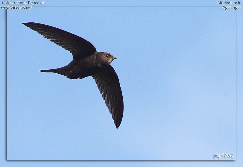 Common Swift