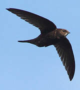 Common Swift