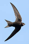 Common Swift