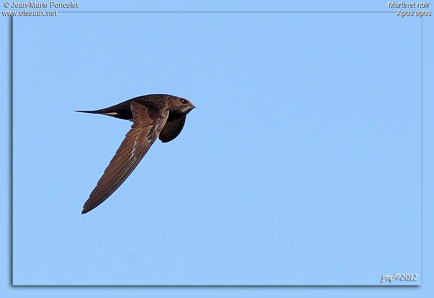 Common Swift