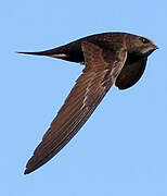 Common Swift