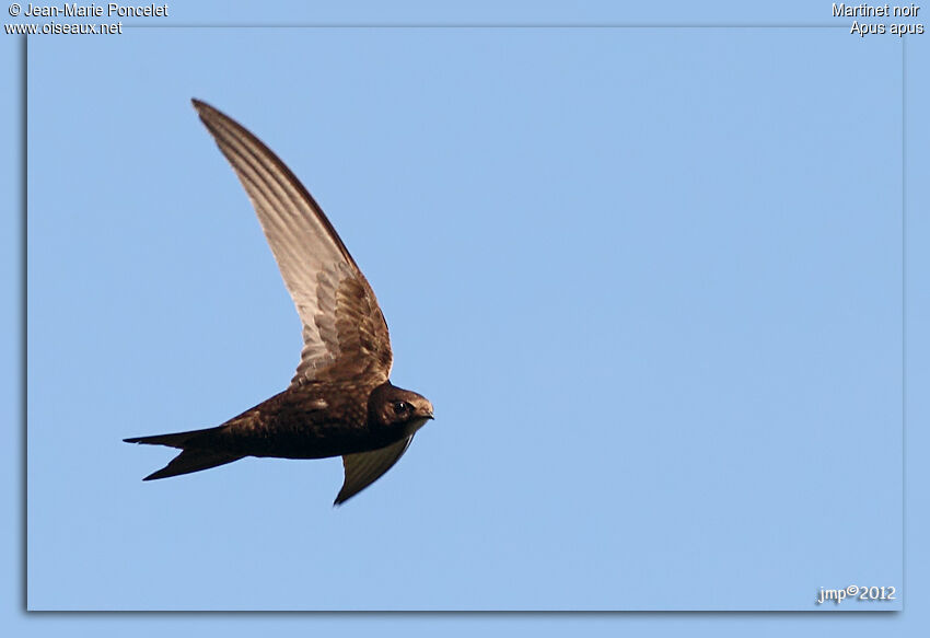 Common Swift