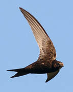 Common Swift