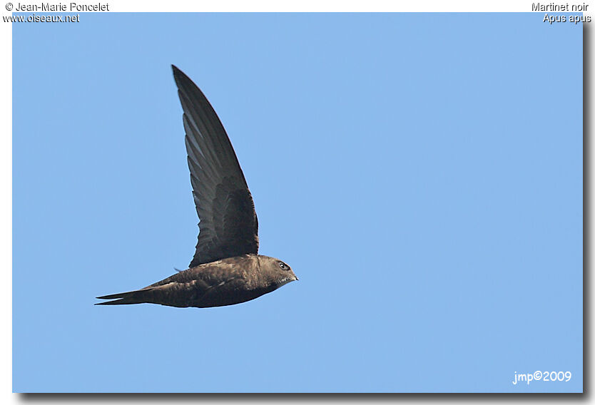 Common Swift