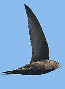 Common Swift