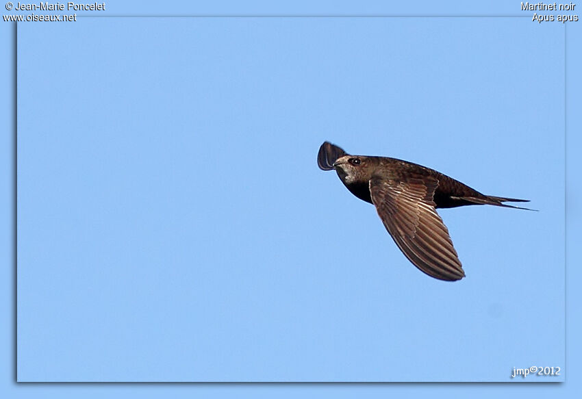 Common Swift