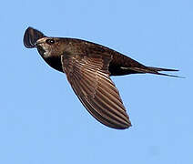 Common Swift