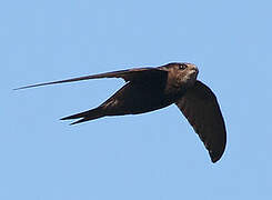 Common Swift