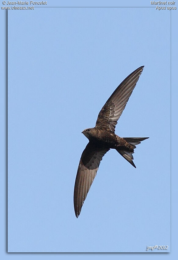 Common Swift