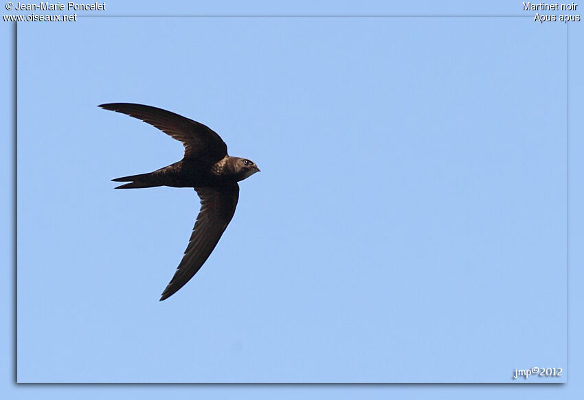 Common Swift