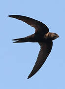 Common Swift