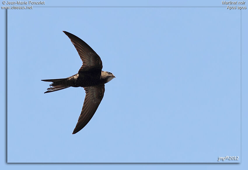 Common Swift