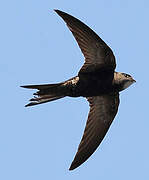 Common Swift