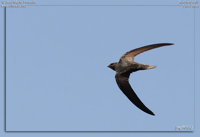 Common Swift