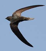 Common Swift