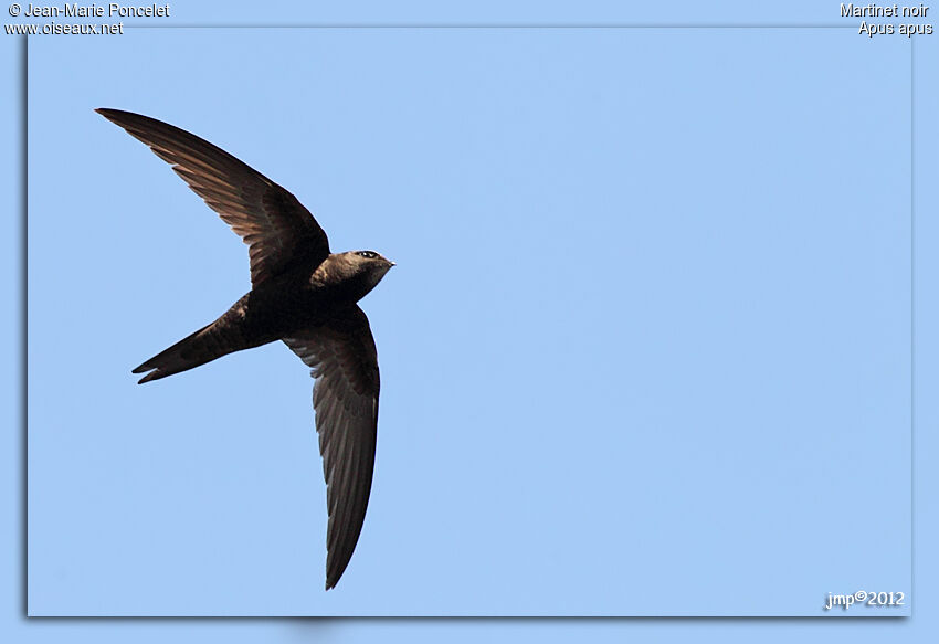 Common Swift