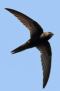 Common Swift