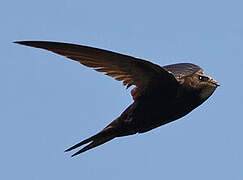 Common Swift