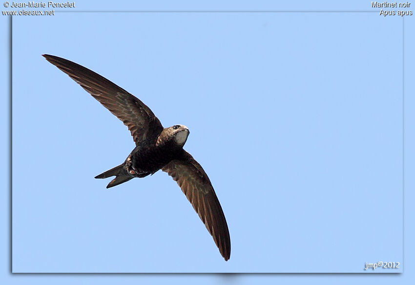 Common Swift