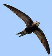 Common Swift