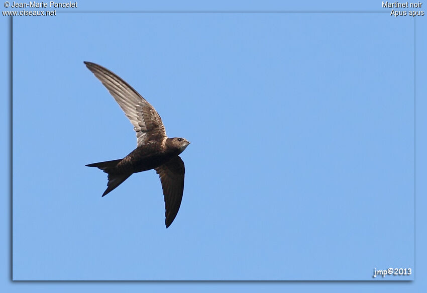 Common Swift