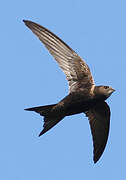 Common Swift