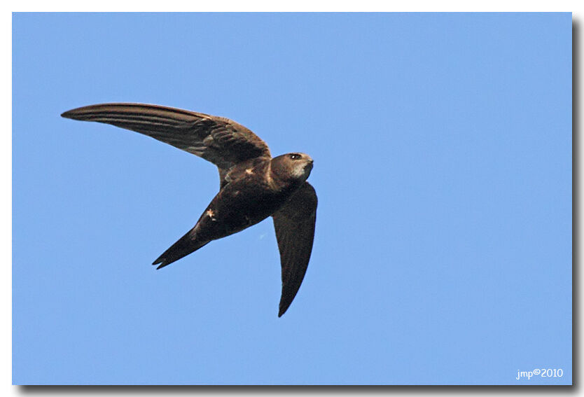 Common Swift