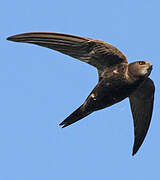 Common Swift