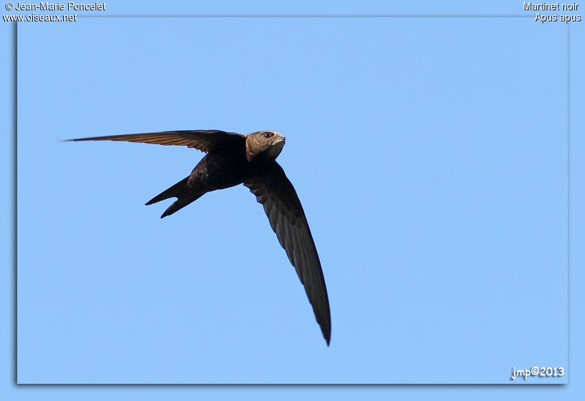 Common Swift