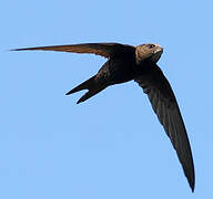 Common Swift