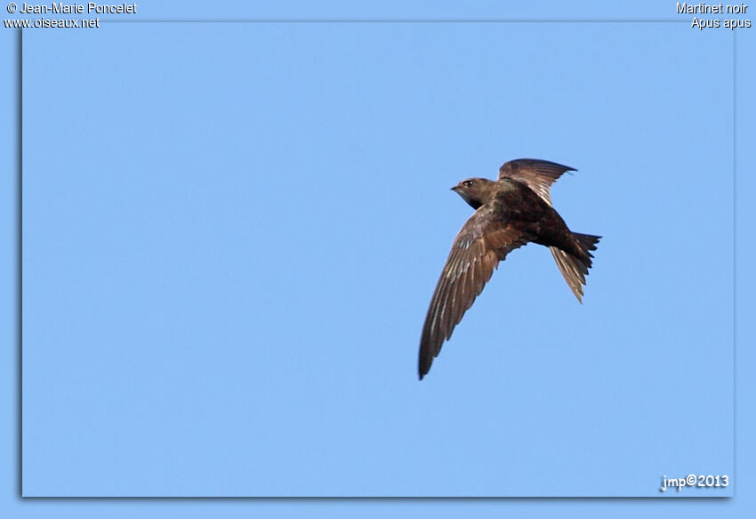 Common Swift