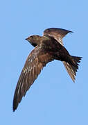 Common Swift